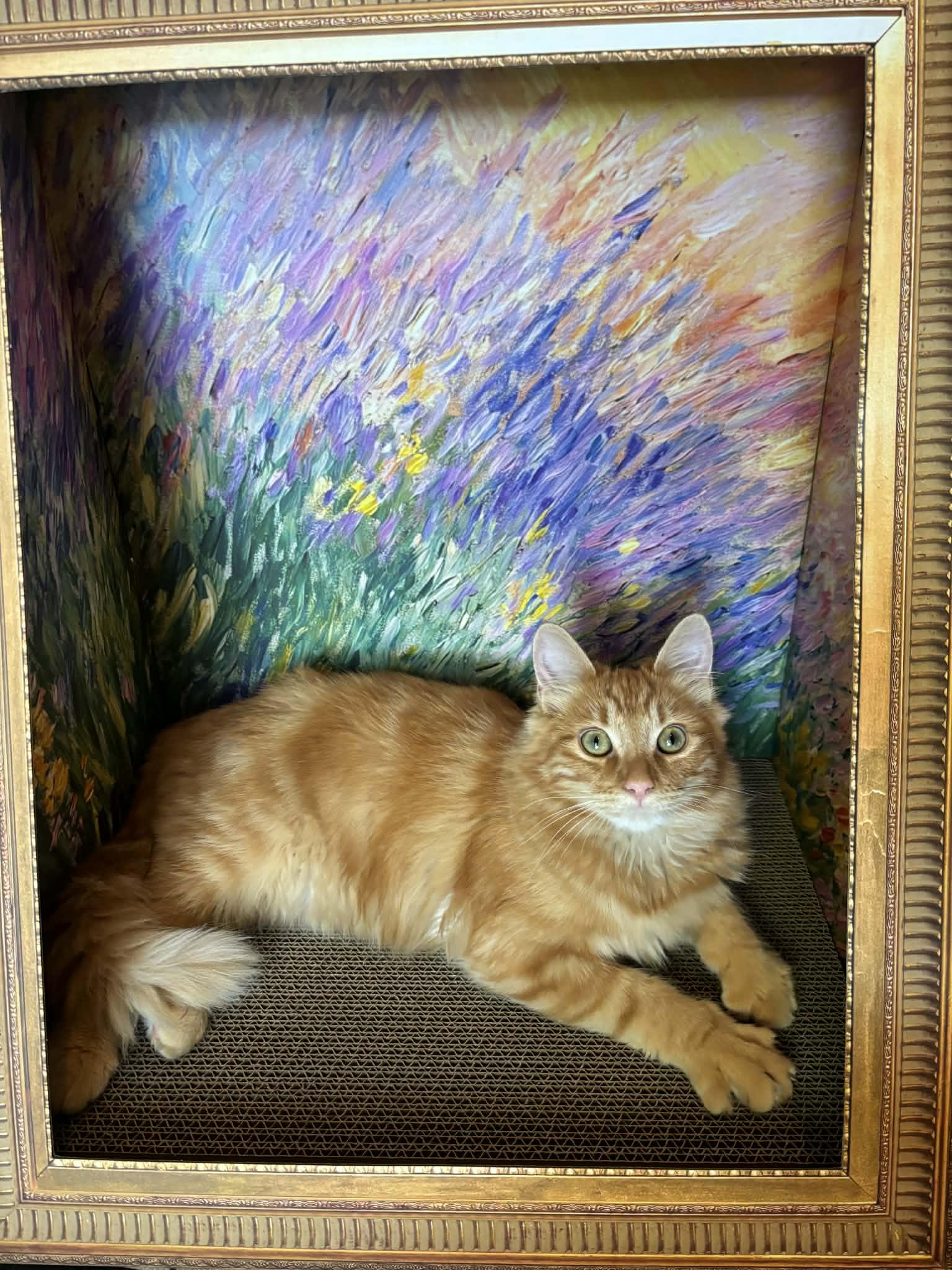 Enlarge Magik INDOOR ONLY , an adopted Domestic Medium Hair in Stockton, CA image 2/6