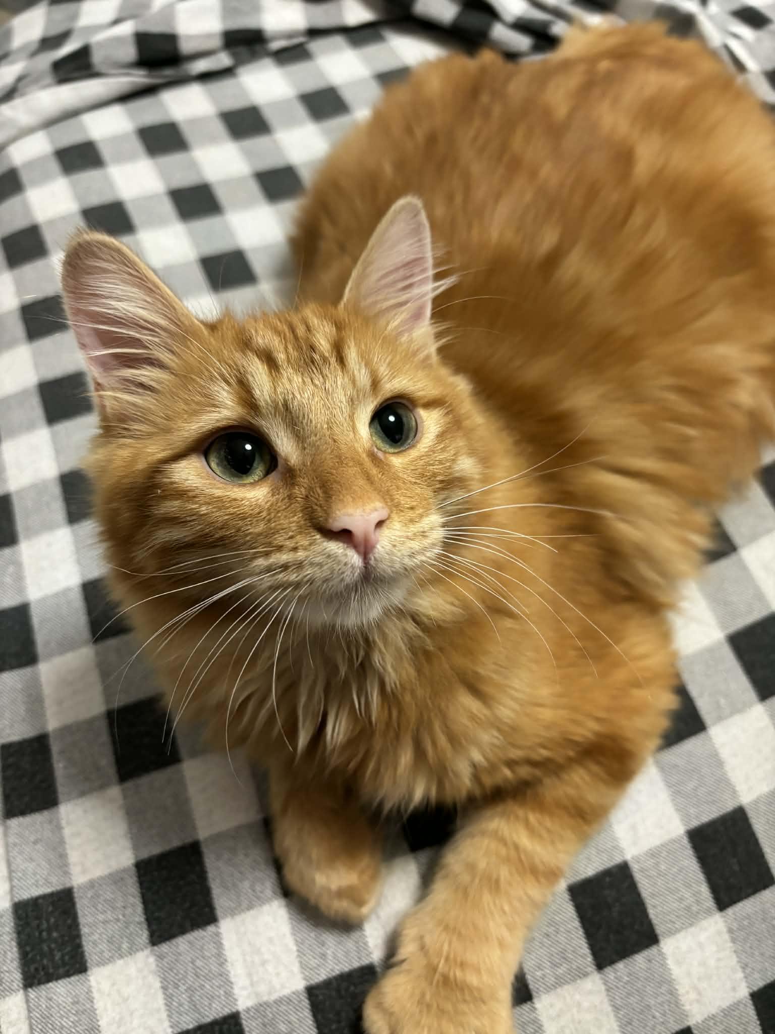 Enlarge Magik INDOOR ONLY , an adopted Domestic Medium Hair in Stockton, CA image 3/6