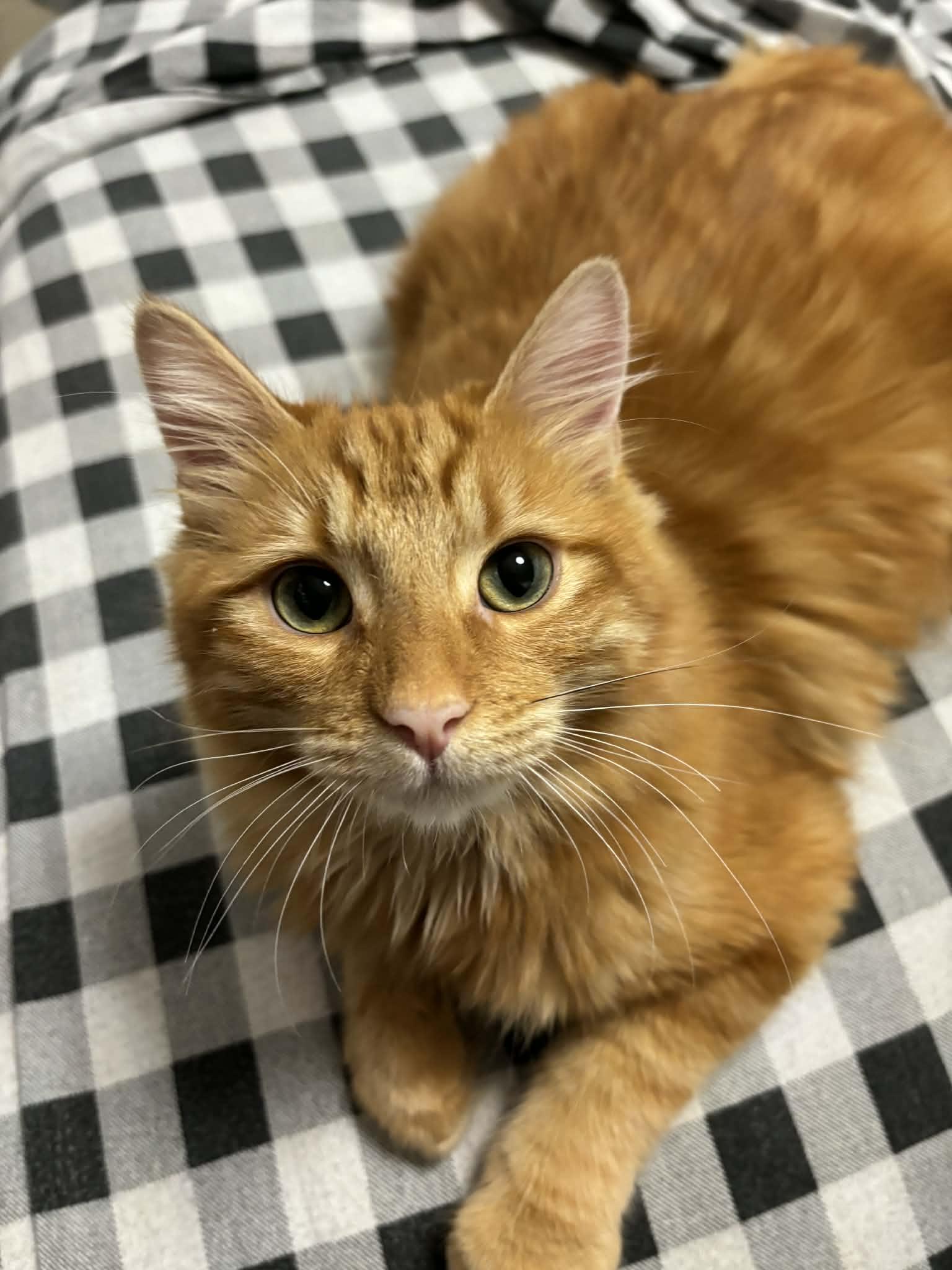 Enlarge Magik INDOOR ONLY , an adopted Domestic Medium Hair in Stockton, CA image 5/6