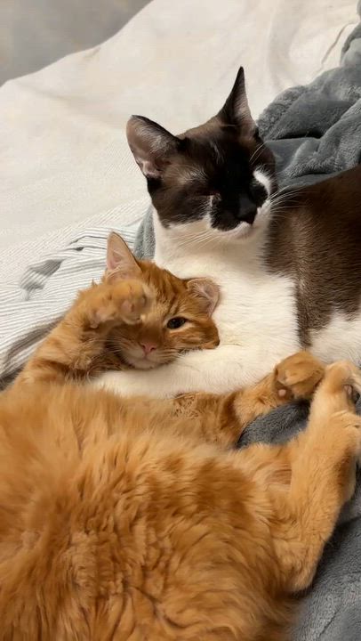 Enlarge Magik INDOOR ONLY , an adopted Domestic Medium Hair in Stockton, CA video 6/6