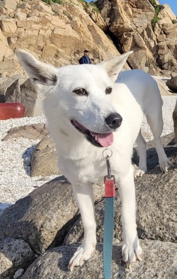 SUNNY, adopted, Young Female Jindo & Corgi.