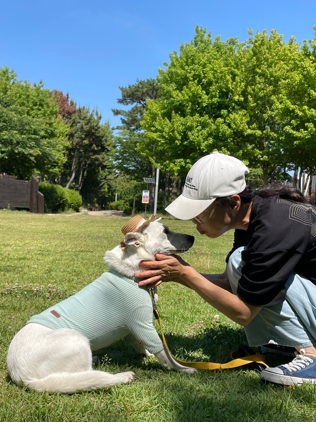 Enlarge SUNNY, an adopted mixed breed in Springfield, VA image 2/4