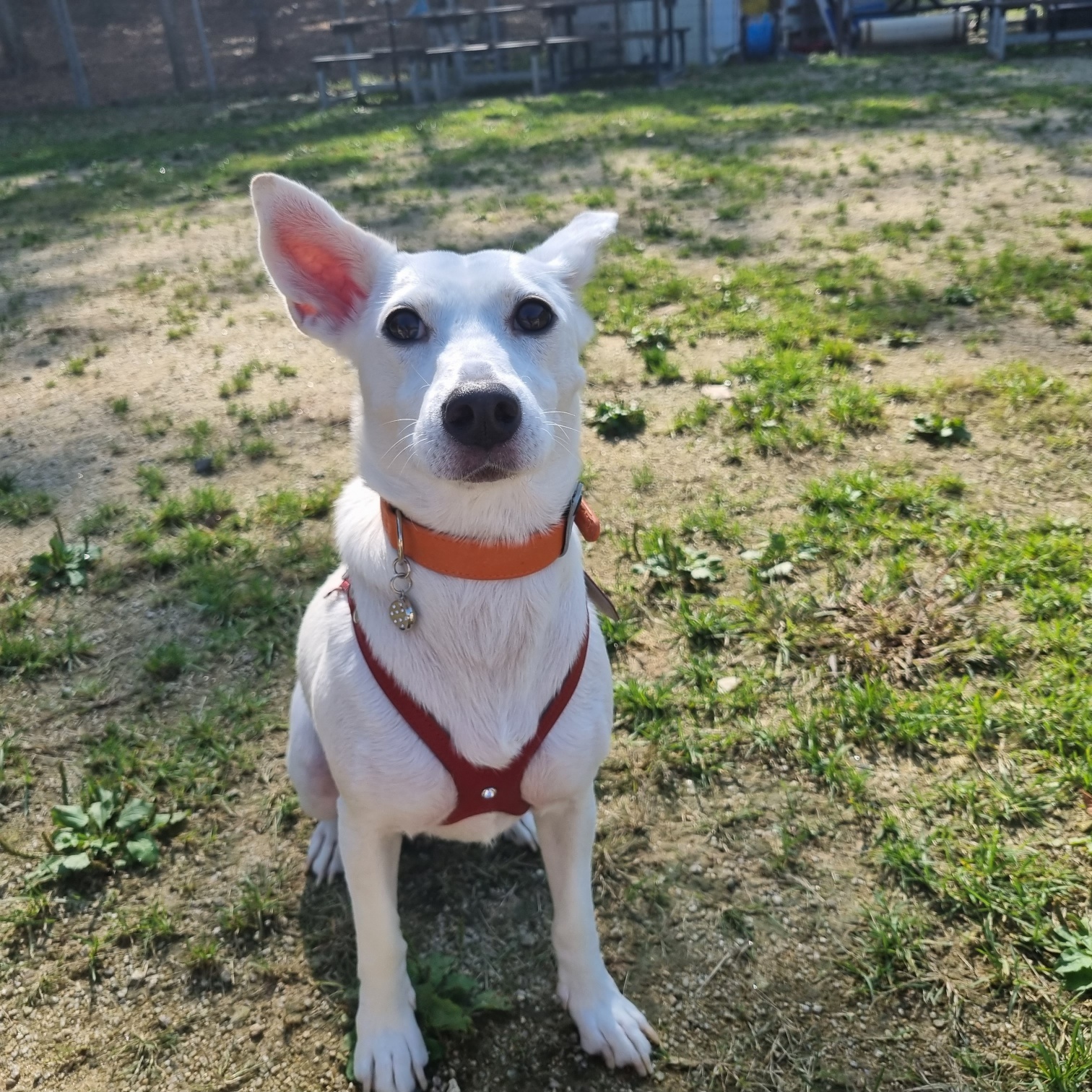 Enlarge SUNNY, an adopted mixed breed in Springfield, VA image 3/4