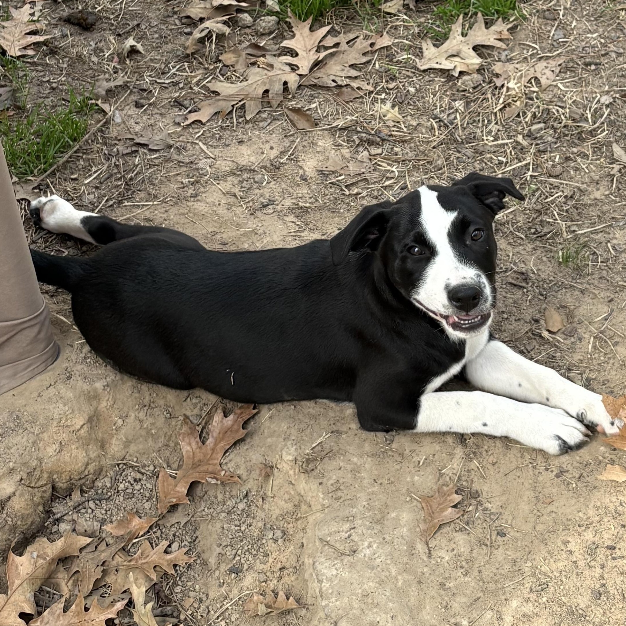 Eclipse — thumbnail 3