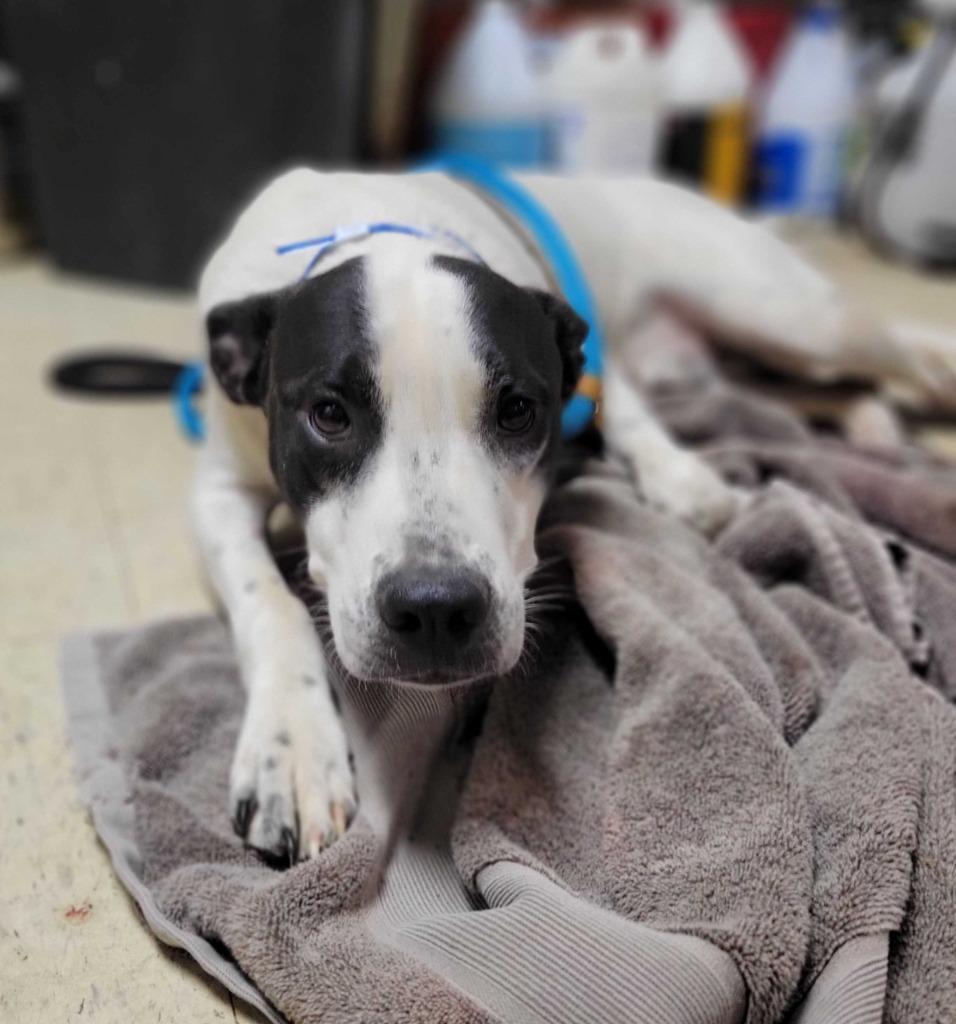 Headless Horseman, Adoptable, Young Male Great Pyrenees & Pit Bull Terrier.