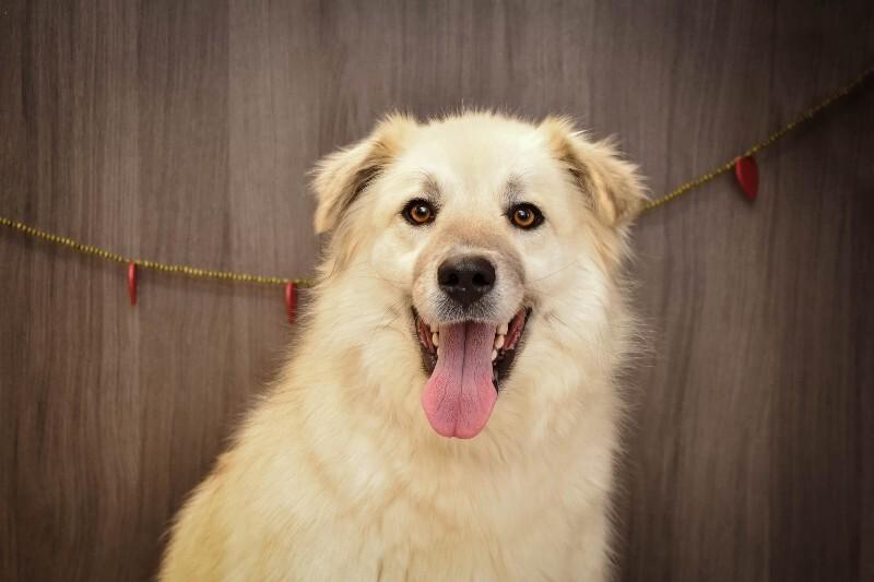 Behr, Adoptable, Young Male Great Pyrenees & Mixed Breed.