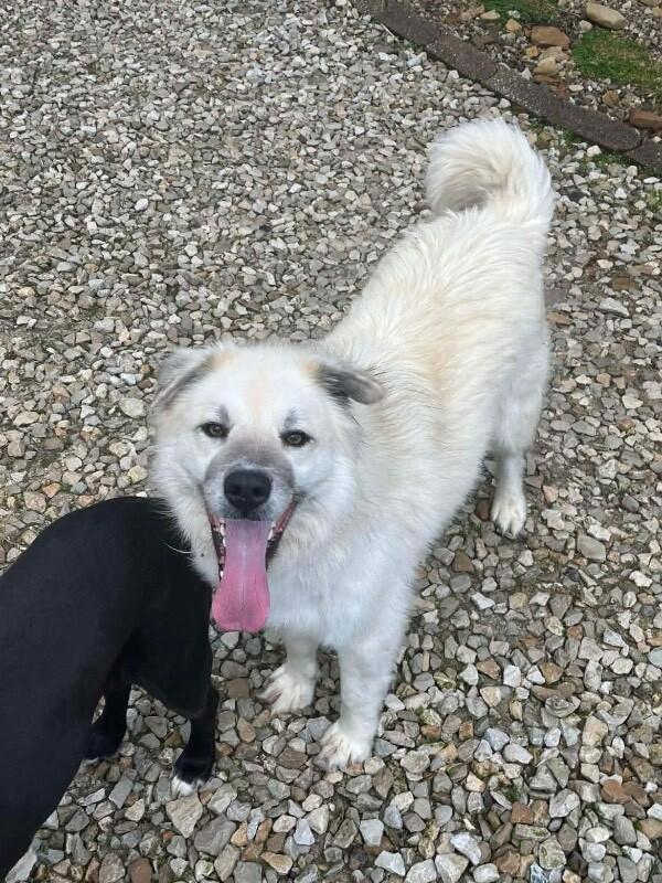 Behr, Adoptable, Adult Male Great Pyrenees & Mixed Breed.