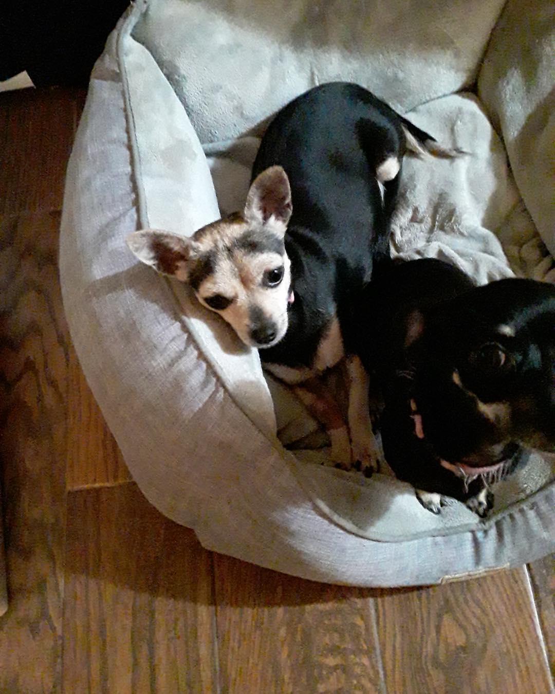 Little Bit & Precious (Bonded) photo 4