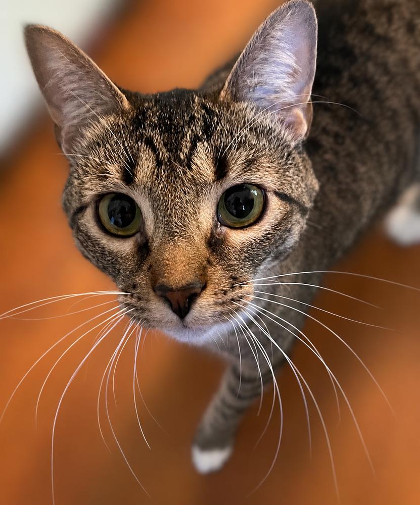 Enlarge Malibu, a Adoptable Domestic Short Hair in Powder Springs, GA image 1/5