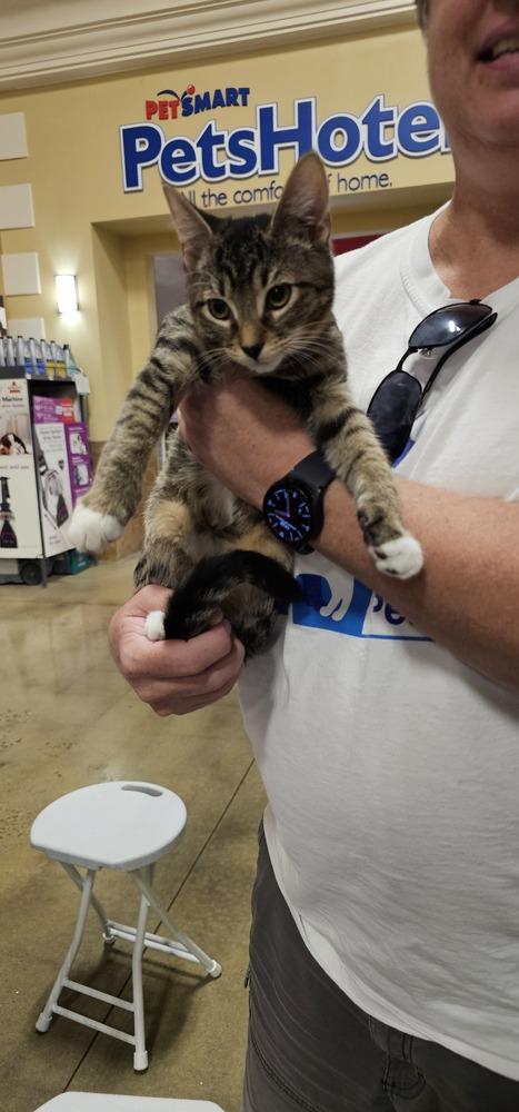 Enlarge Malibu, a Adoptable Domestic Short Hair in Powder Springs, GA image 2/5