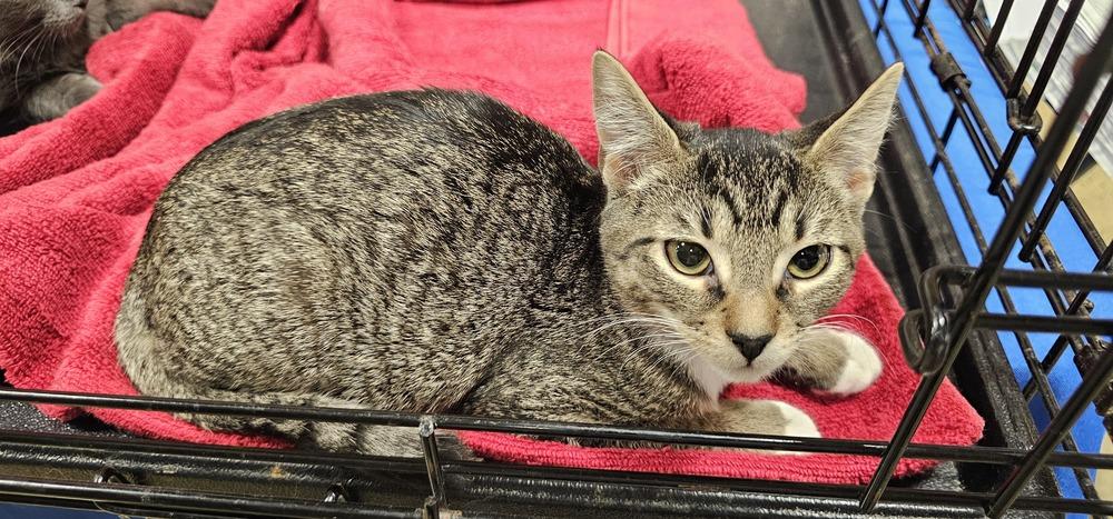 Enlarge Malibu, a Adoptable Domestic Short Hair in Powder Springs, GA image 3/5