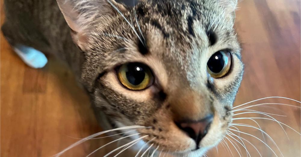 Enlarge Malibu, a Adoptable Domestic Short Hair in Powder Springs, GA image 4/5