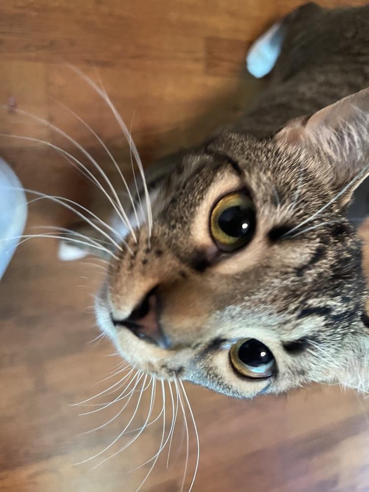 Enlarge Malibu, a Adoptable Domestic Short Hair in Powder Springs, GA image 5/5
