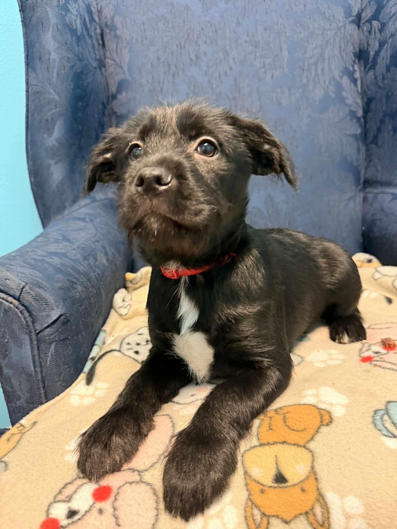 Rose, Adoptable, Puppy Female Wirehaired Terrier.