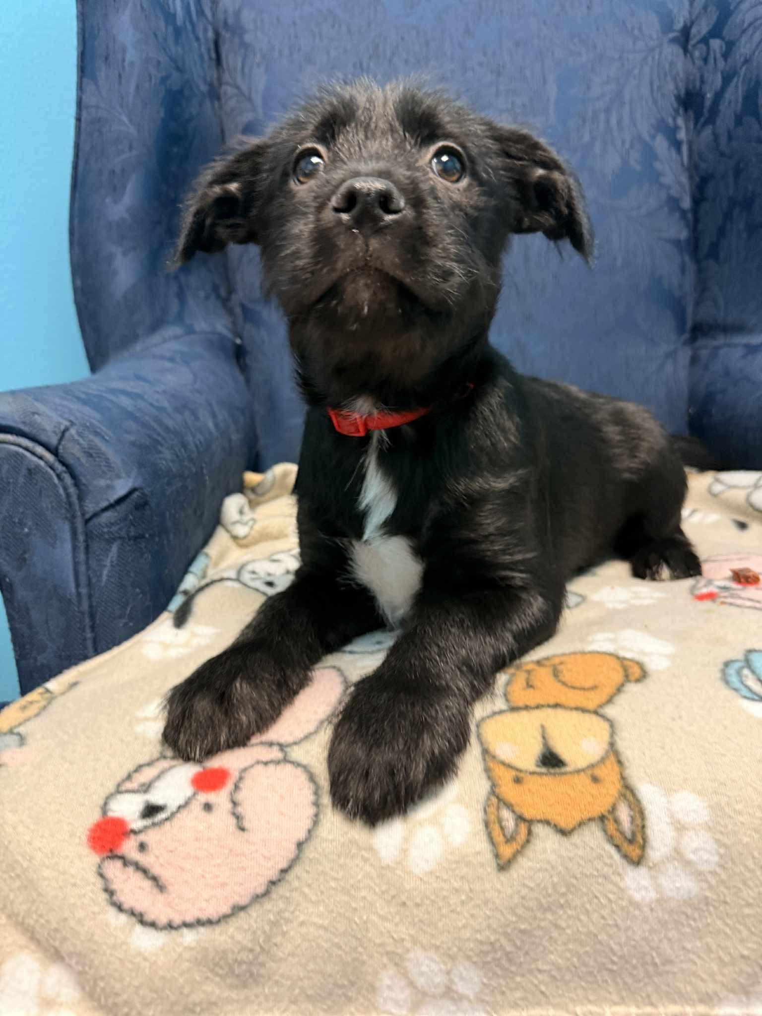 Rose, an adopted mixed breed in Walker, LA image 2/3