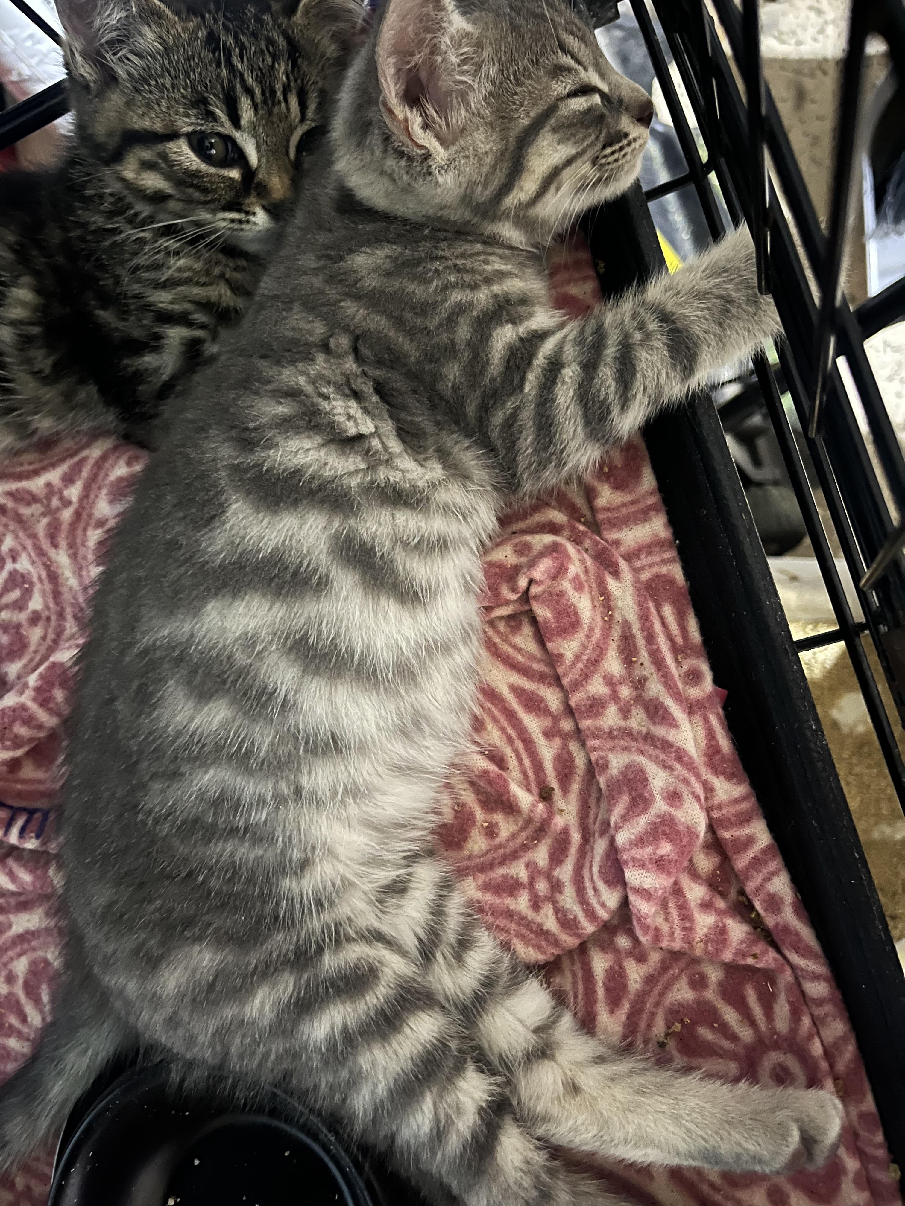 Toffee, an adopted Domestic Short Hair in Hamilton, ON image 3/4