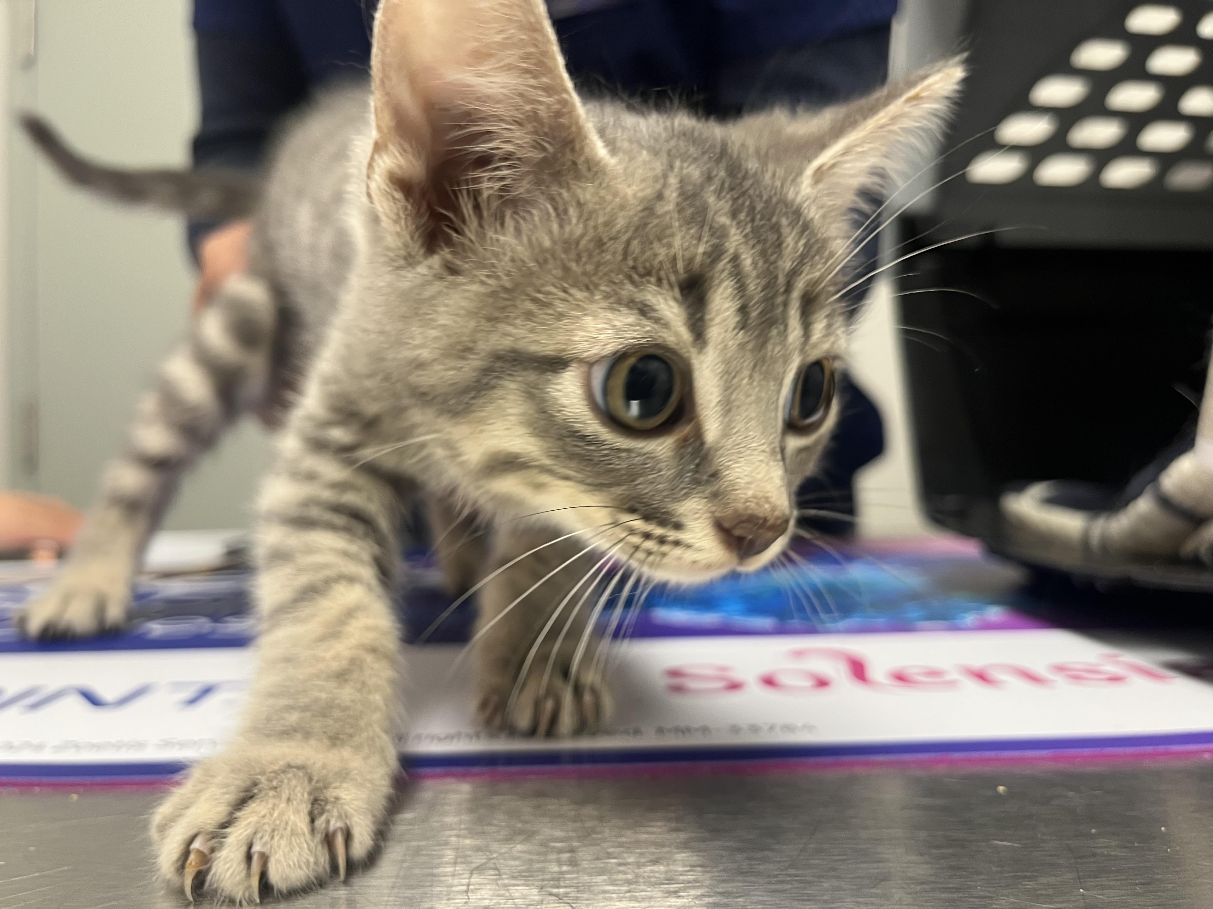 Toffee, adopted, Kitten Male Domestic Short Hair.