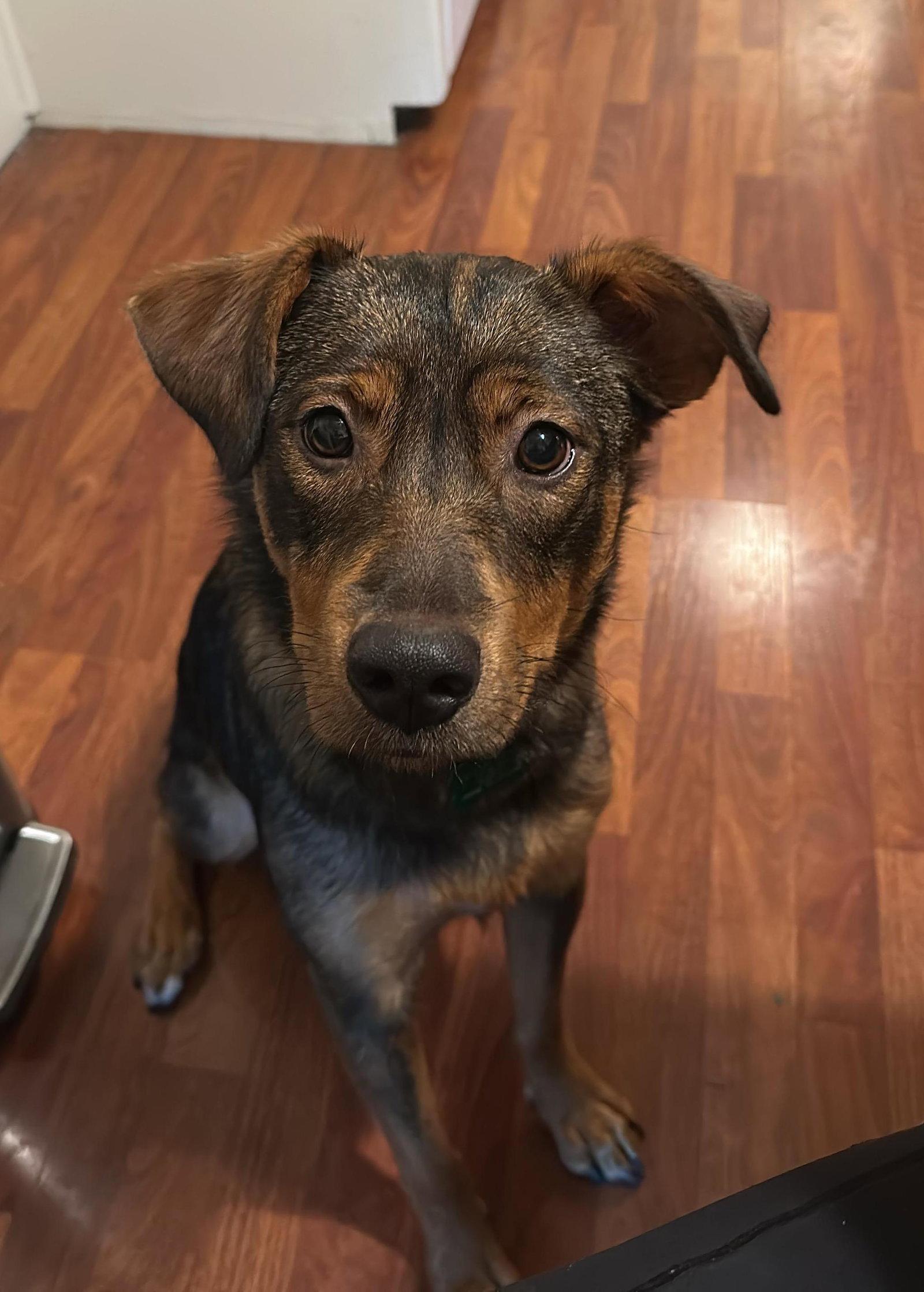 Sienna, Adoptable, Young Female Australian Shepherd & German Shepherd Dog.
