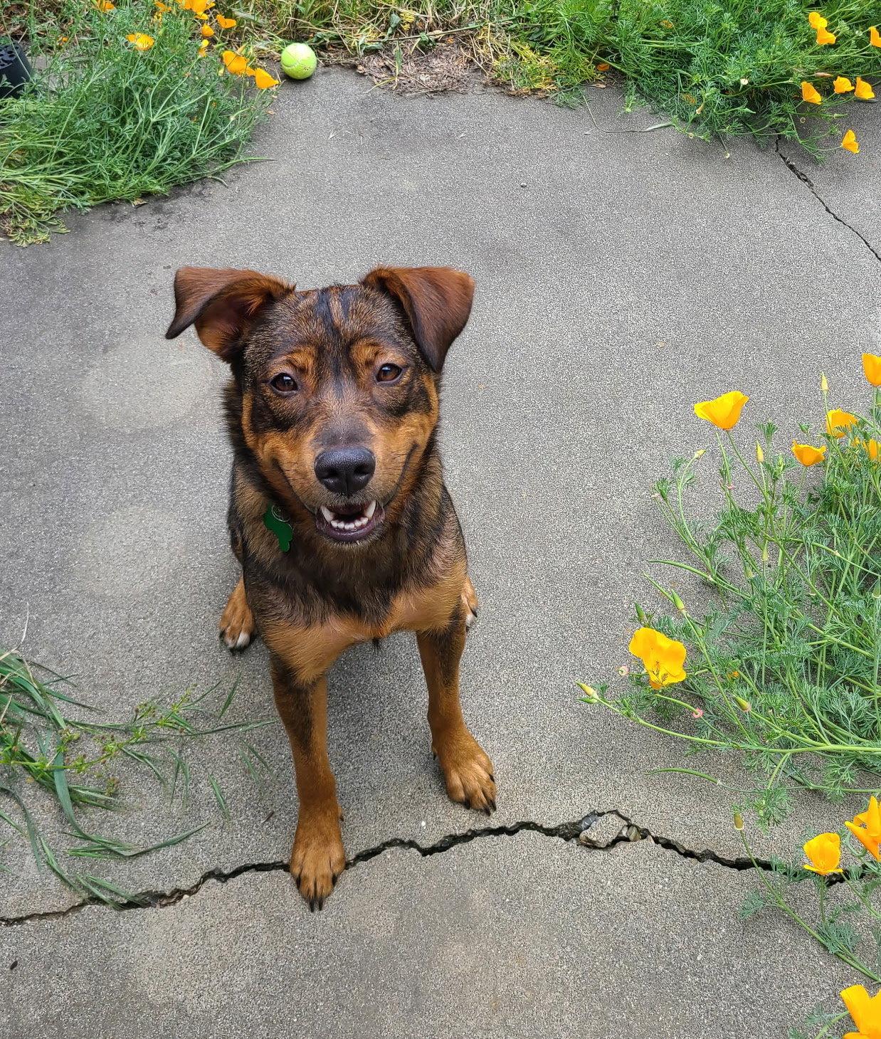 Enlarge Sienna, a Adoptable mixed breed in Davis, CA image 2/3
