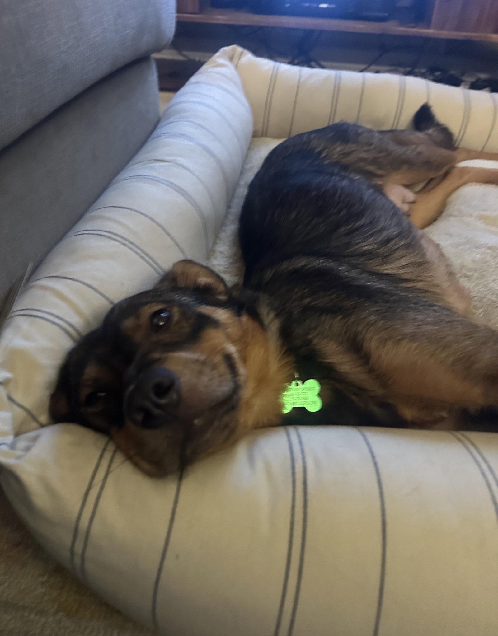Enlarge Sienna, a Adoptable mixed breed in Davis, CA image 3/3