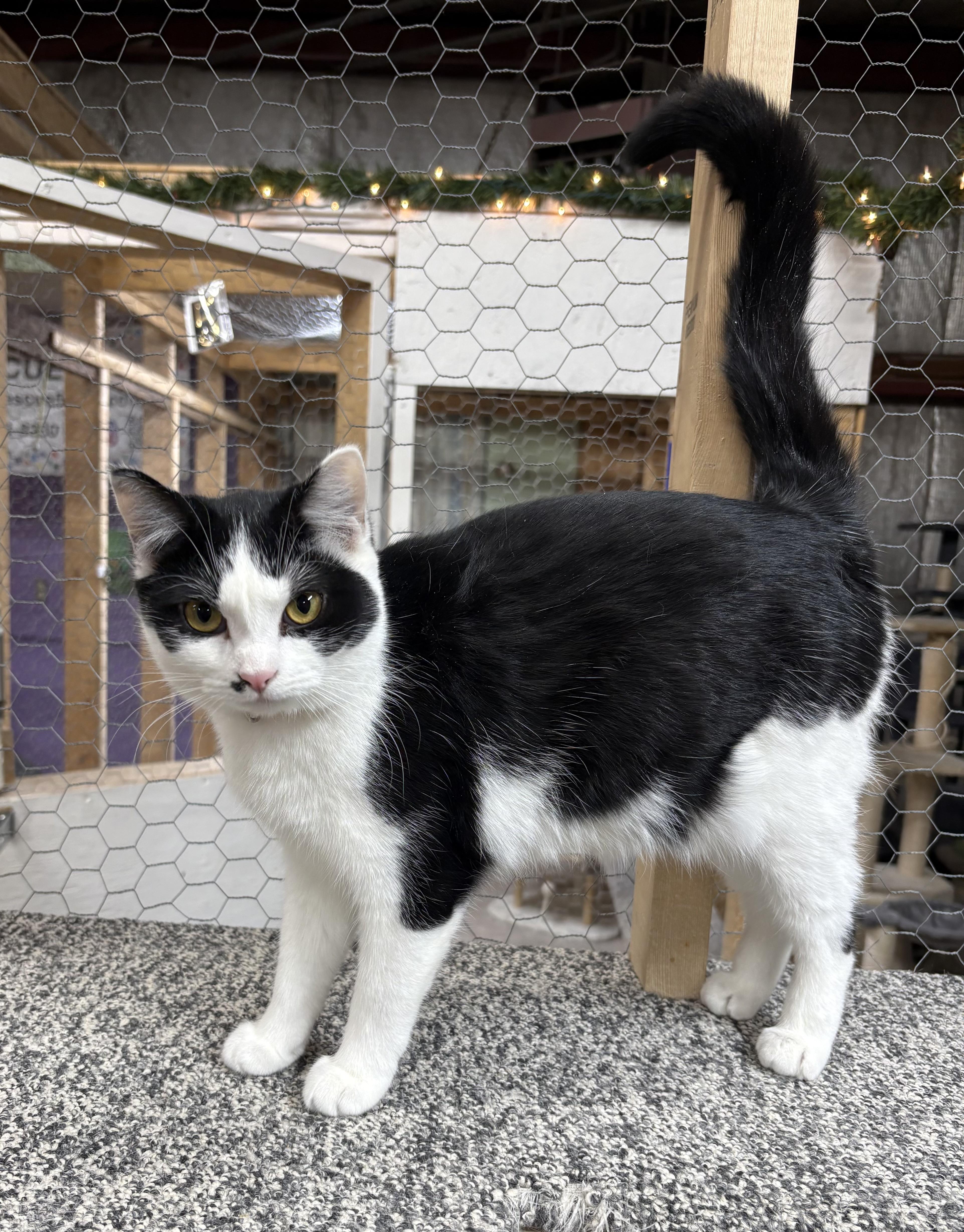 Enlarge Dot, a Adoptable Domestic Short Hair in Faribault, MN image 2/2