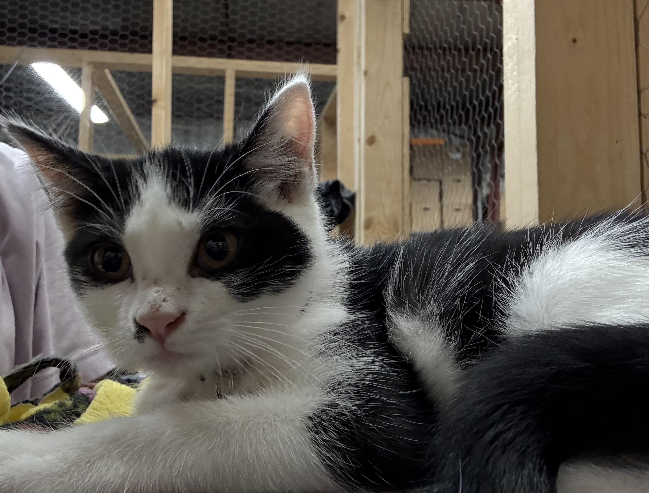 Enlarge Dot, a Adoptable Domestic Short Hair in Faribault, MN image 1/1