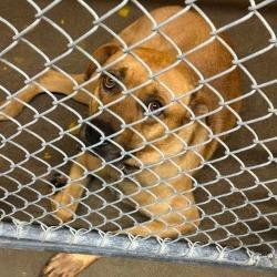 Max, Adoptable, Puppy Male Mixed Breed.