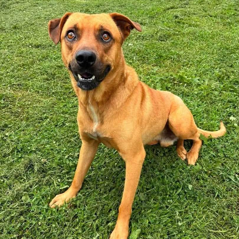 Enlarge Max, a Adoptable Mixed Breed in Shinnston, WV image 2/2