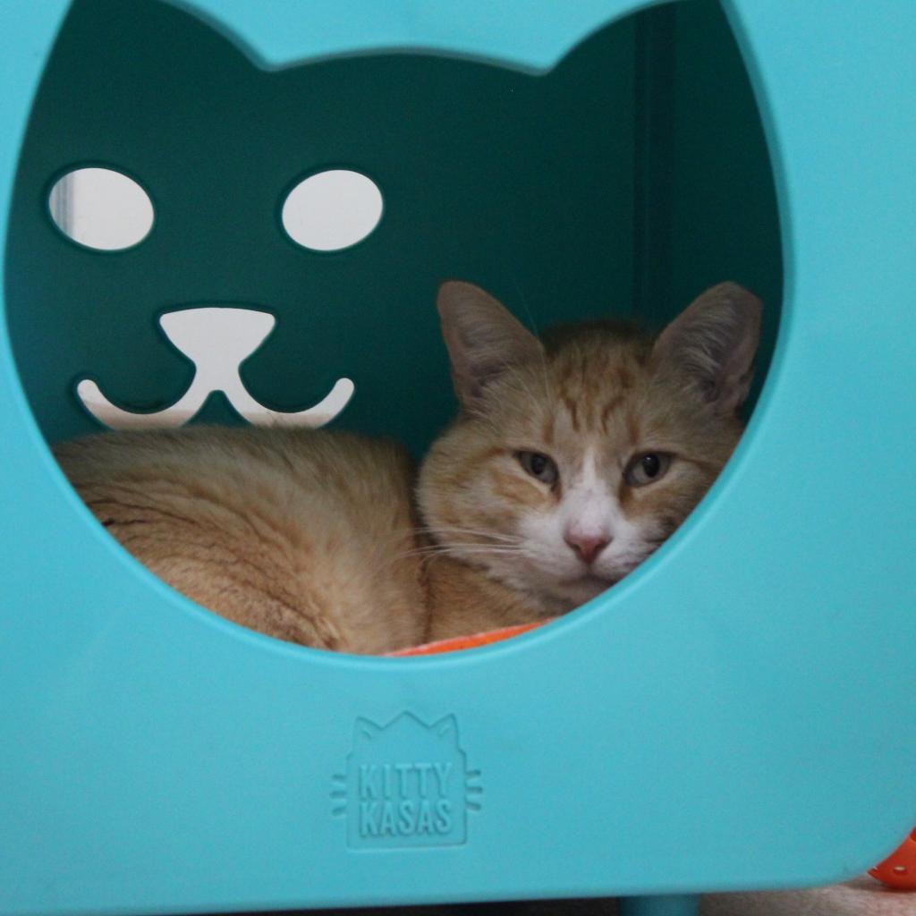 Cantaloupe — thumbnail 2