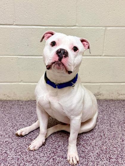 Brody — thumbnail 3