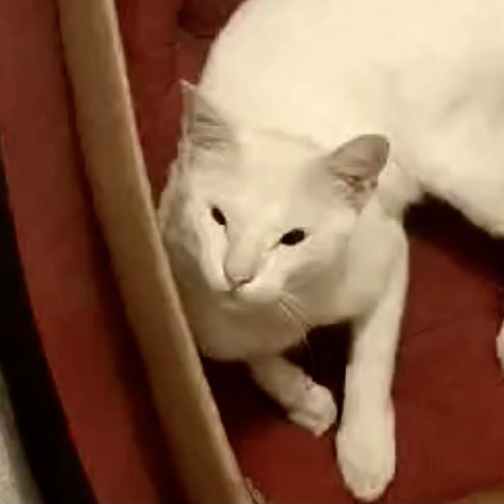 Kaana Pakistan, Adoptable, Adult Male Domestic Short Hair.