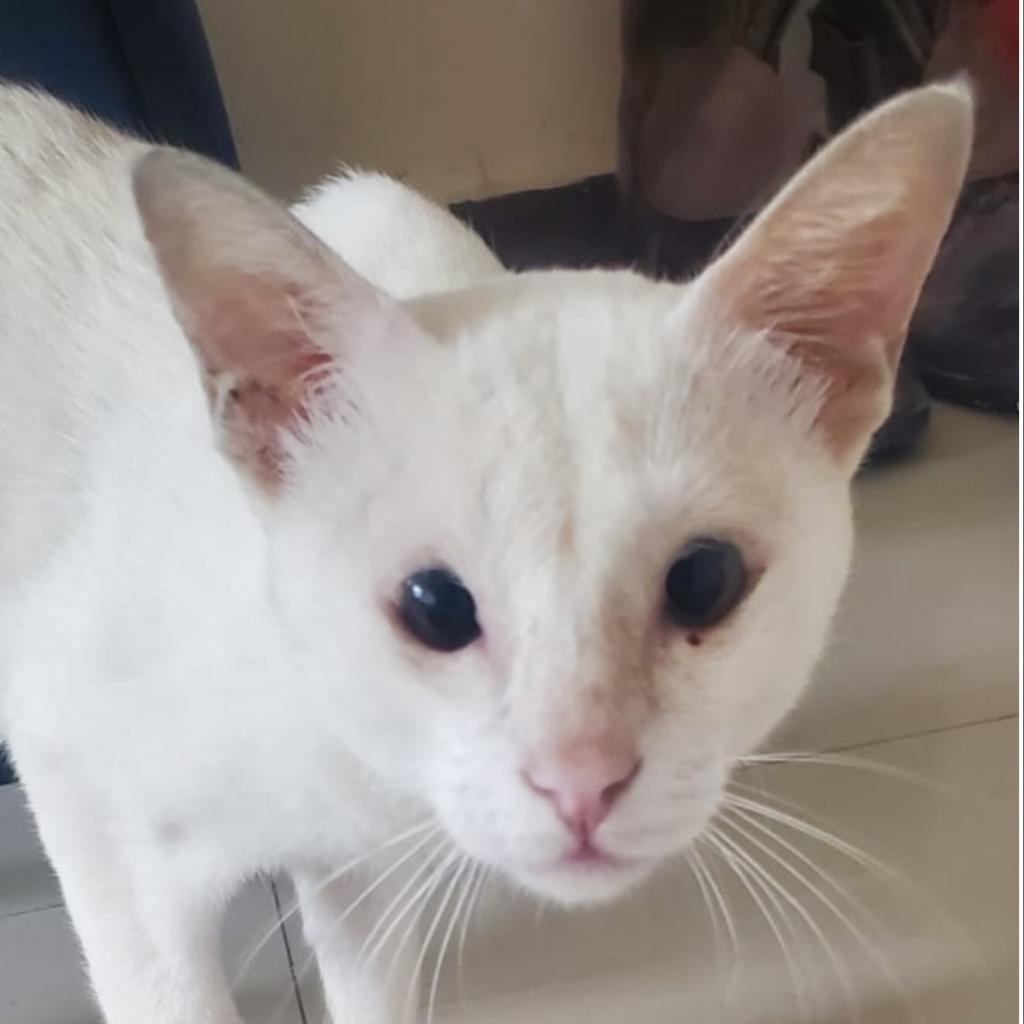 Enlarge Kaana Pakistan, a Adoptable Domestic Short Hair in Merrifield, VA image 2/2