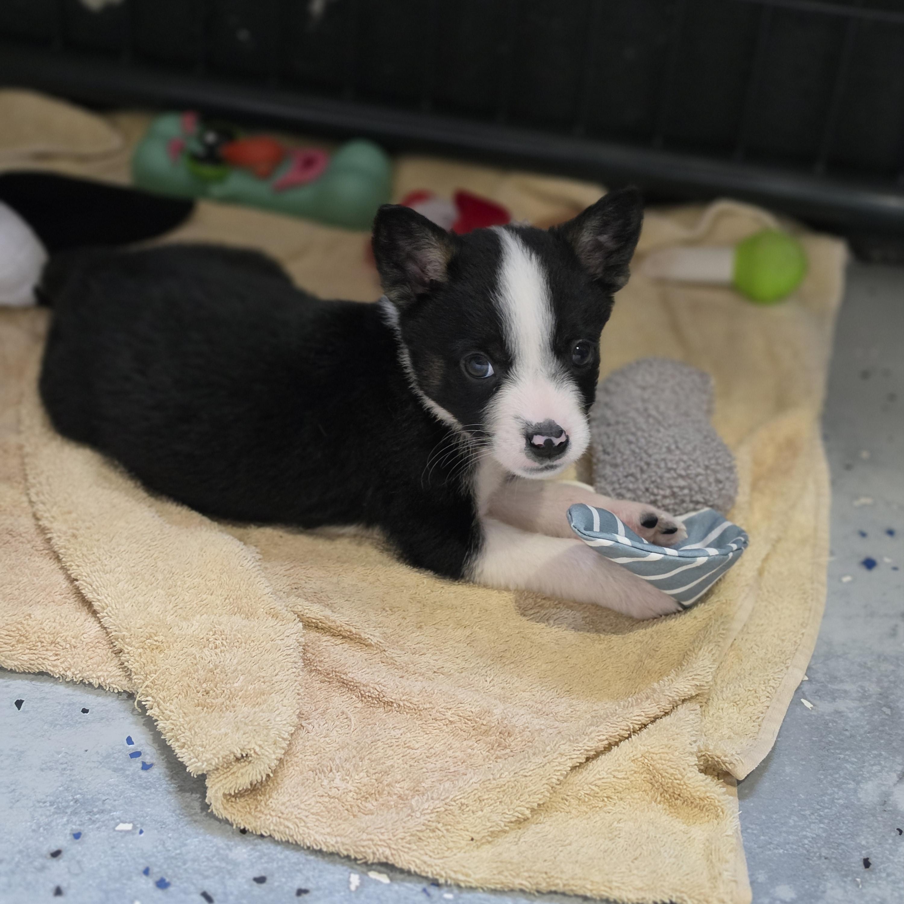 Wyatt, an adopted mixed breed in Blairstown, NJ image 6/6
