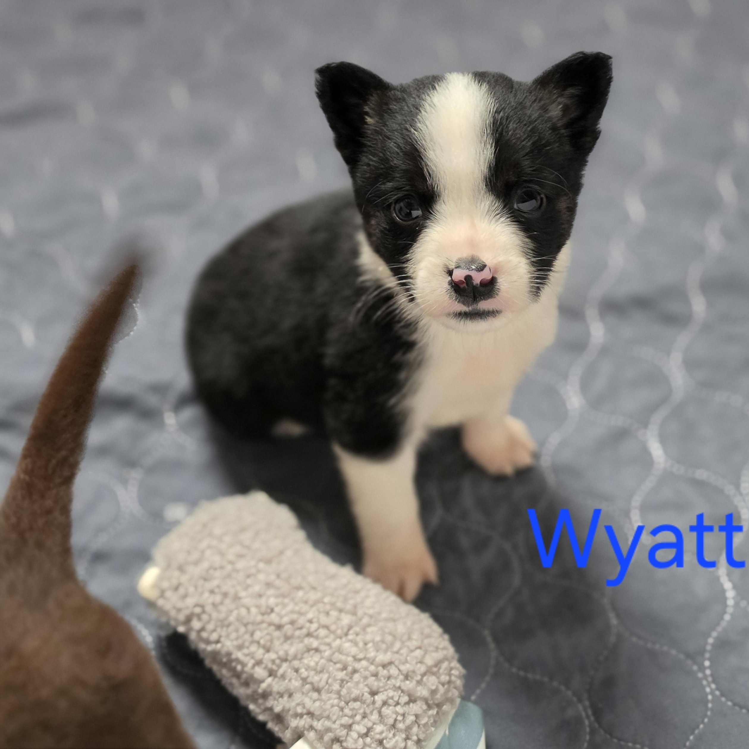 Wyatt, an adopted mixed breed in Blairstown, NJ image 2/6