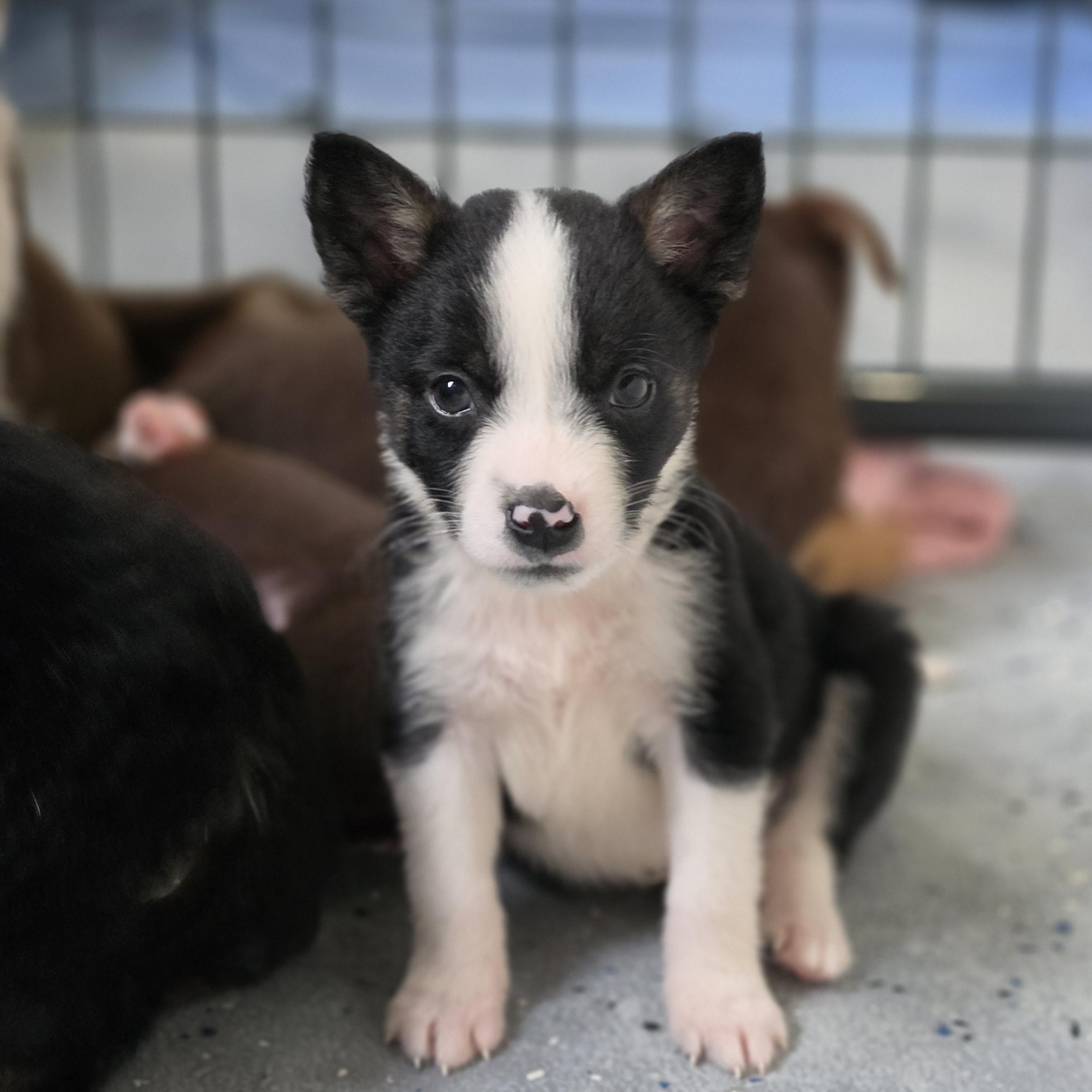 Wyatt, an adopted mixed breed in Blairstown, NJ image 1/6