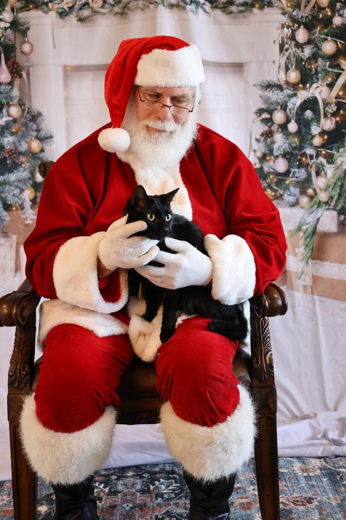 WINDSCAPE, Adoptable, Adult Male Domestic Short Hair.