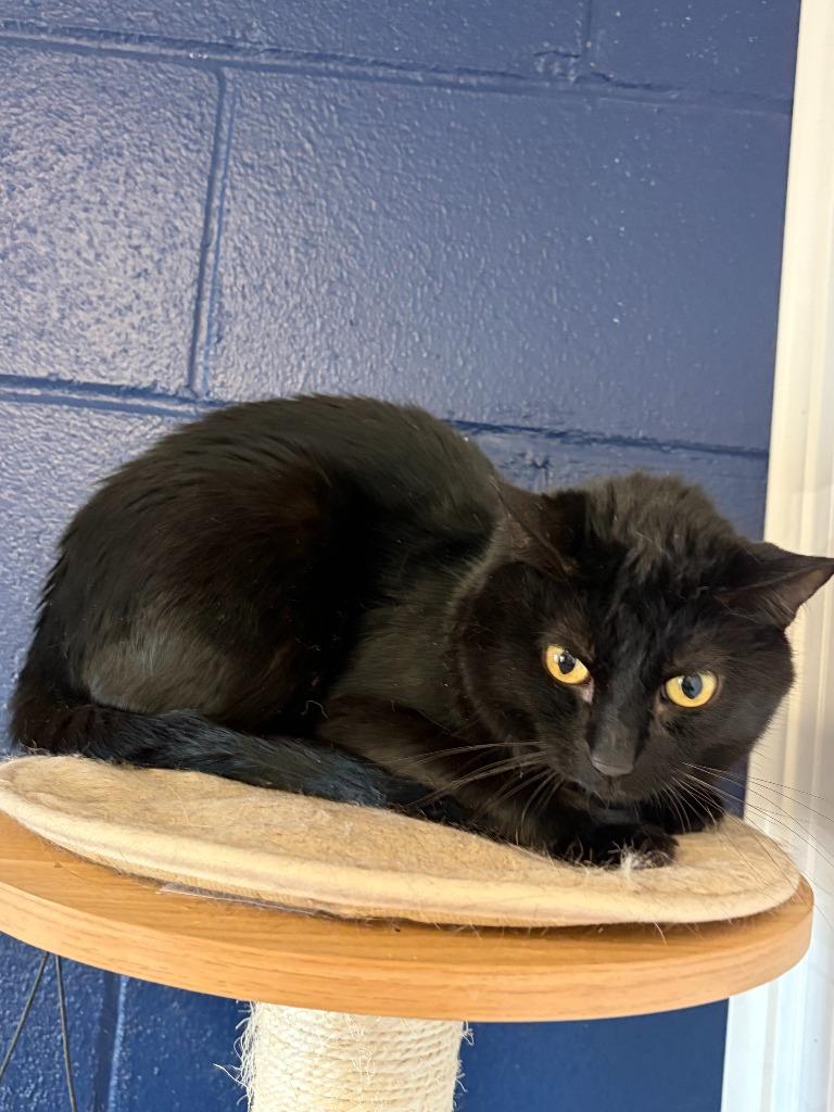 Enlarge WINDSCAPE, a Adoptable mixed breed in Athens, AL image 2/3