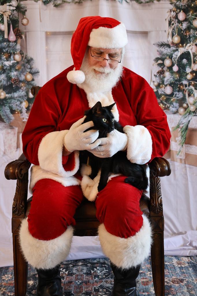 Enlarge WINDSCAPE, a Adoptable mixed breed in Athens, AL image 3/3