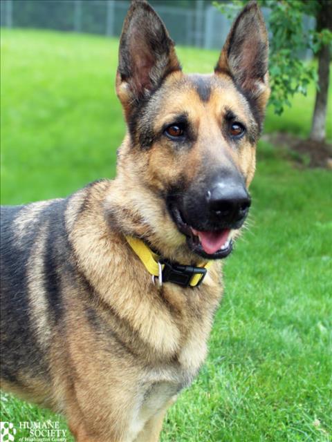 BUCK, Adoptable, Adult Male German Shepherd Dog.