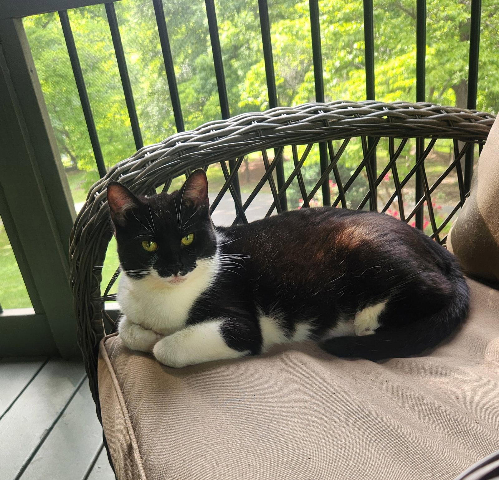 Smooch, Adoptable, Young Female Domestic Medium Hair.