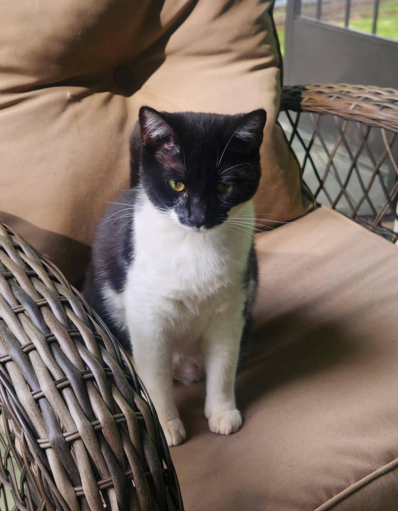 Enlarge Smooch, a Adoptable Domestic Medium Hair in Blairsville, GA image 2/2