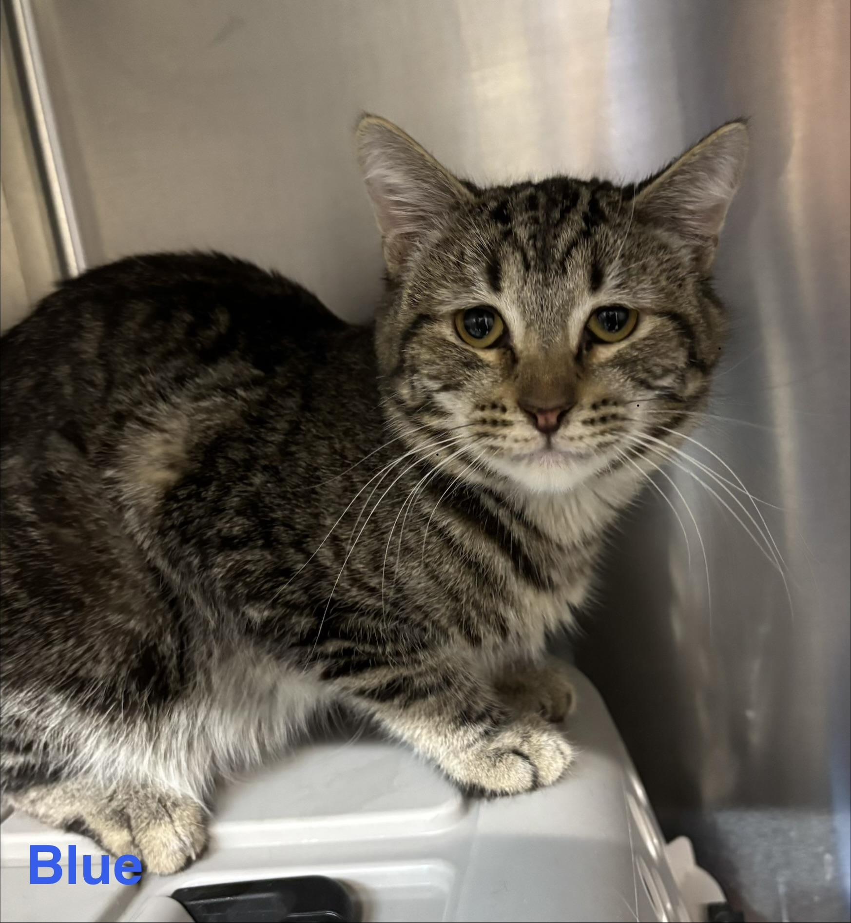 Blue, ADOPTABLE, Adult Male Tabby.