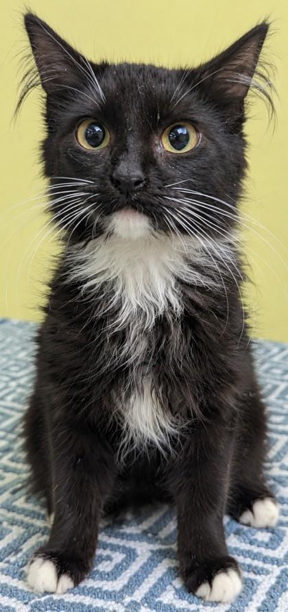 Fester, Adoptable, Young Male Domestic Medium Hair.