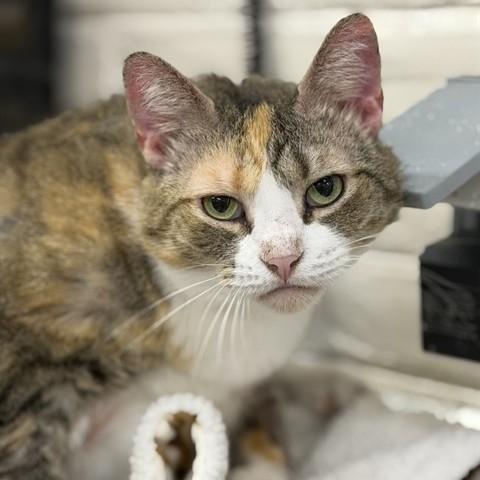 Patchess- 53065, ADOPTABLE, Adult Female Domestic Short Hair.