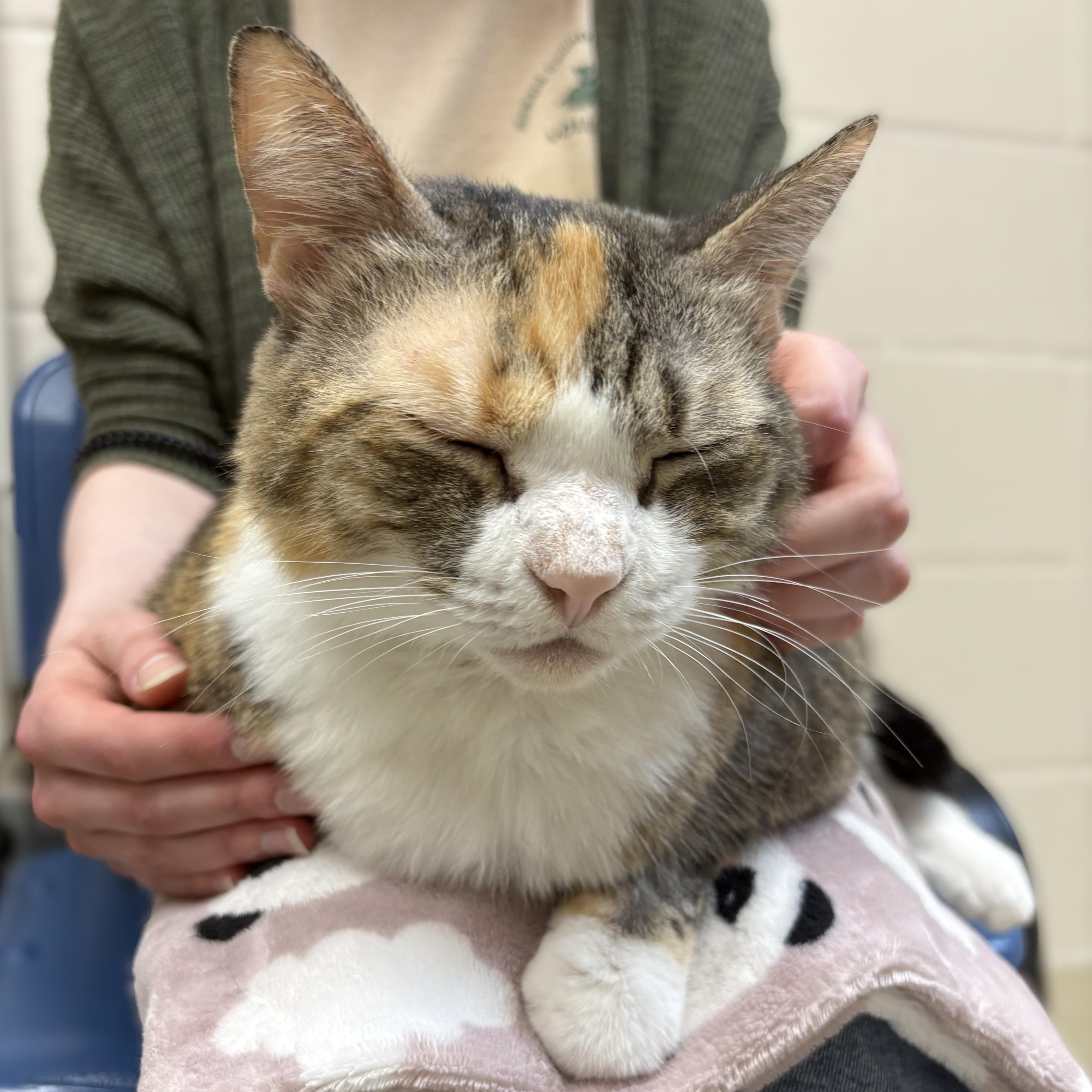 Enlarge Patchess- 53065, a ADOPTABLE Domestic Short Hair in Columbia, MD image 2/5