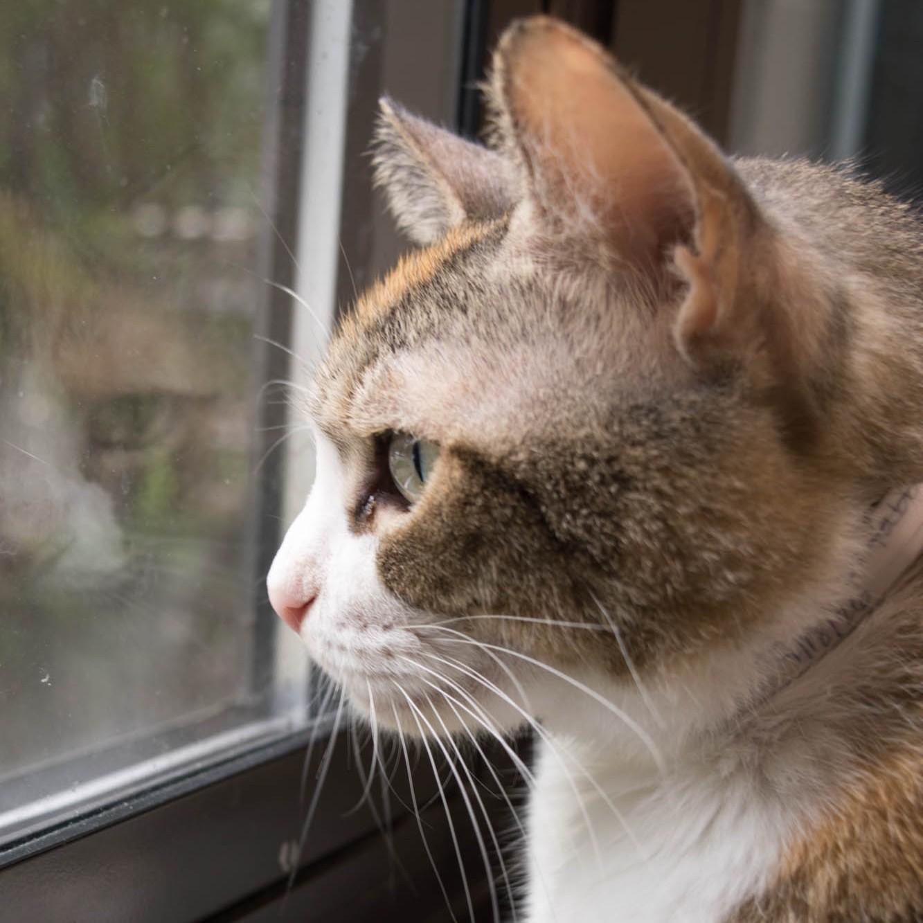 Enlarge Patchess- 53065, a ADOPTABLE Domestic Short Hair in Columbia, MD image 3/5