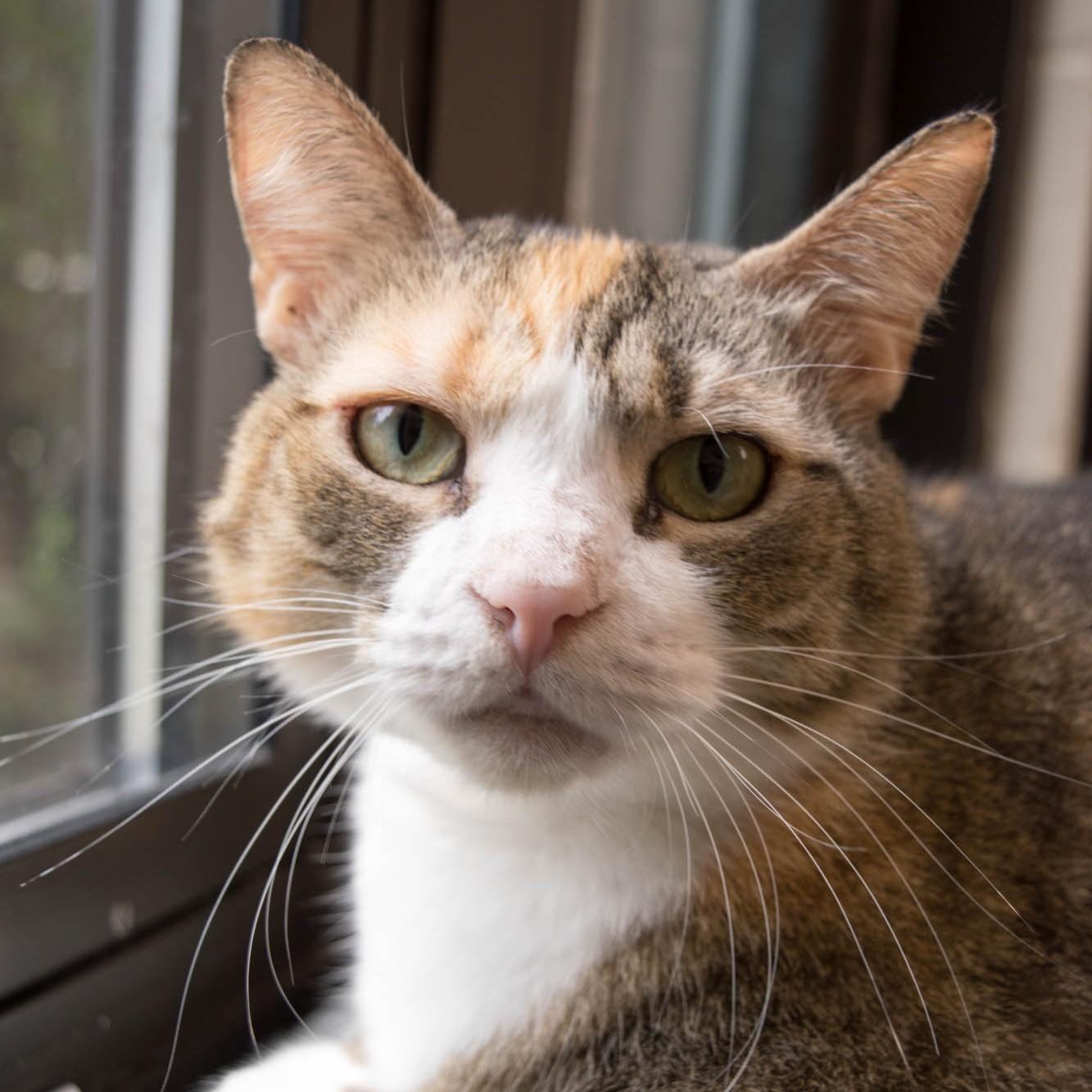 Enlarge Patchess- 53065, a ADOPTABLE Domestic Short Hair in Columbia, MD image 4/5
