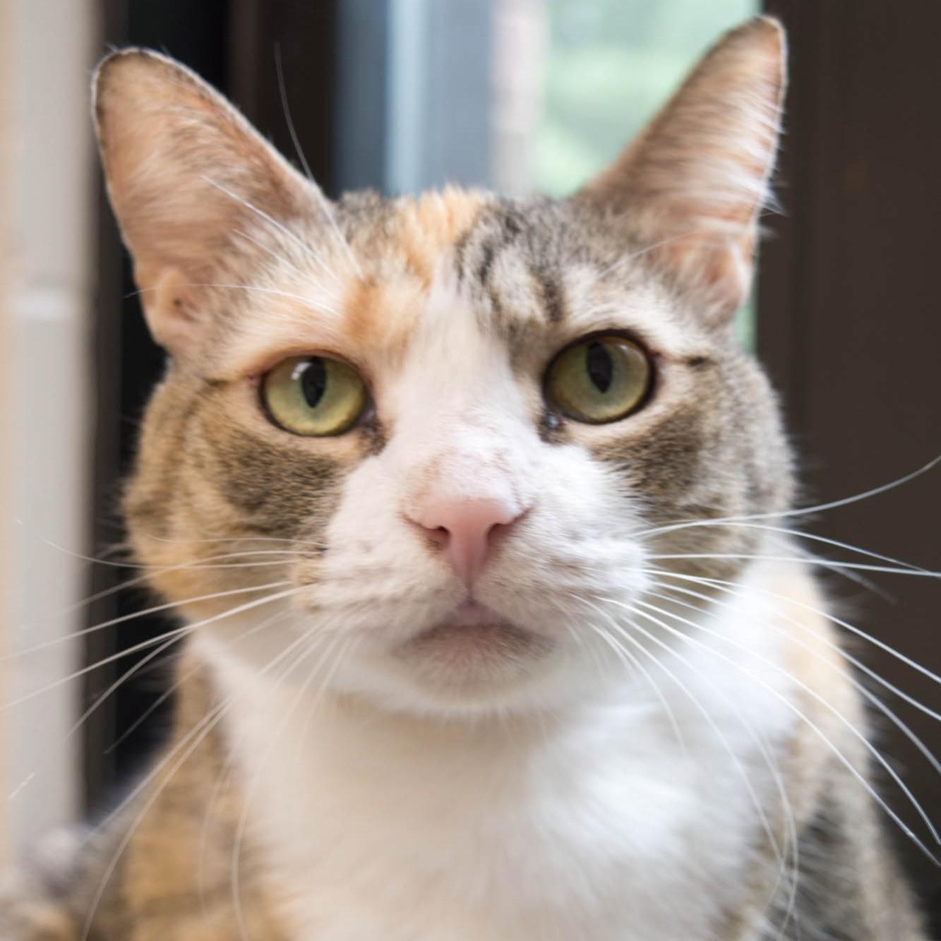 Enlarge Patchess- 53065, a ADOPTABLE Domestic Short Hair in Columbia, MD image 1/5