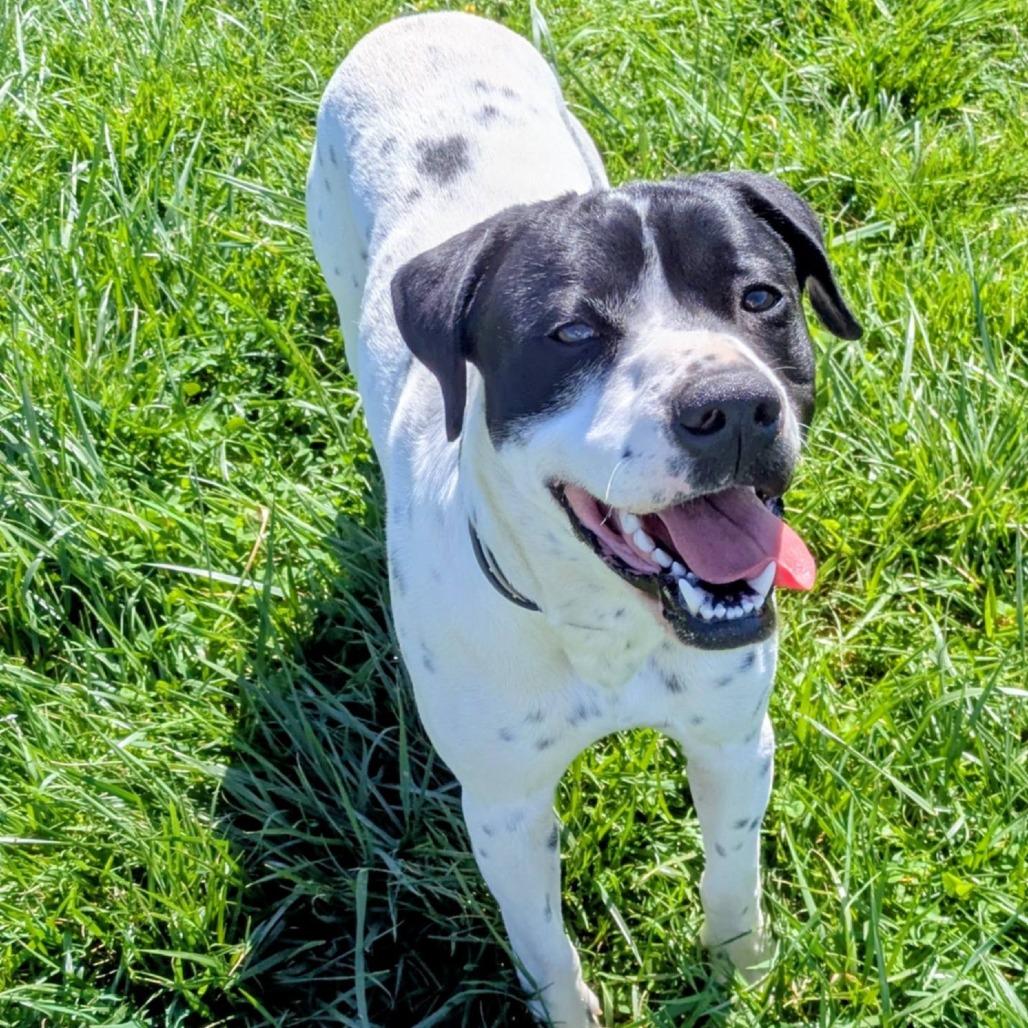 Otter, Adoptable, Adult Male Mixed Breed.