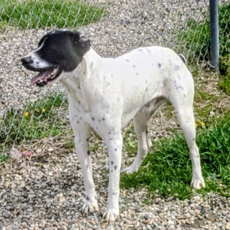 Enlarge Otter, a Adoptable Mixed Breed in Jeffersonville, IN image 2/5